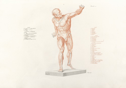 Anatomie du gladiateur combattant Pl.13