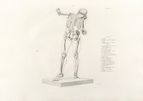 Anatomie du gladiateur combattant Pl.14