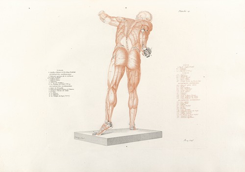 Anatomie du gladiateur combattant Pl.15