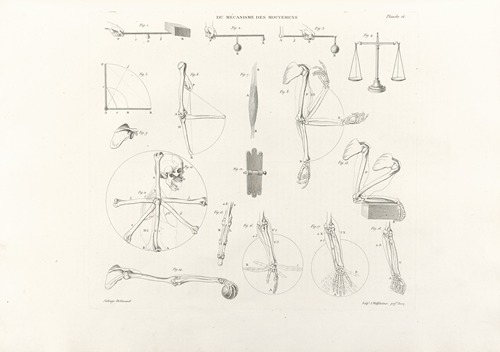 Anatomie du gladiateur combattant Pl.17