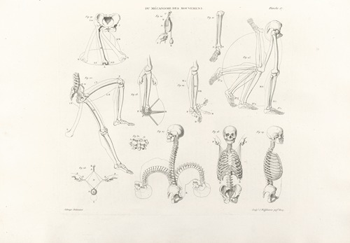 Anatomie du gladiateur combattant Pl.18