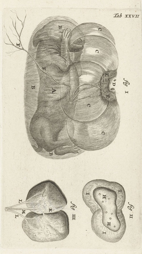 Anatomical illustration of a rabbit fetus in the uterus and the placenta