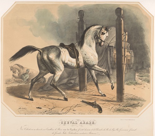 Arabisch paard van Godert van der Capellen Cheval Arabe
