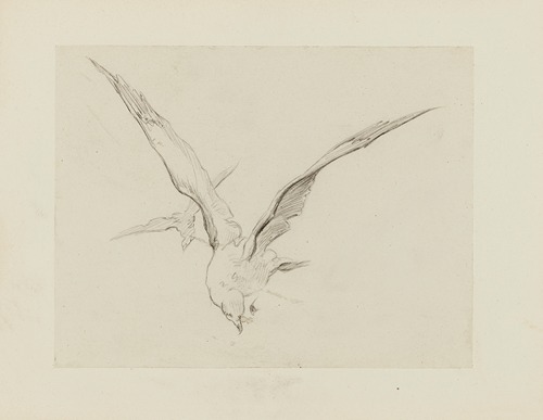 Mouettes – dessin pour le cul-de-lampe du chapitre 4 – Inclination naissante