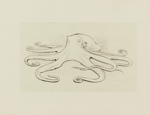Pieuvre – dessin pour le cul-de-lampe du chapitre 16 Le monstre vaincu