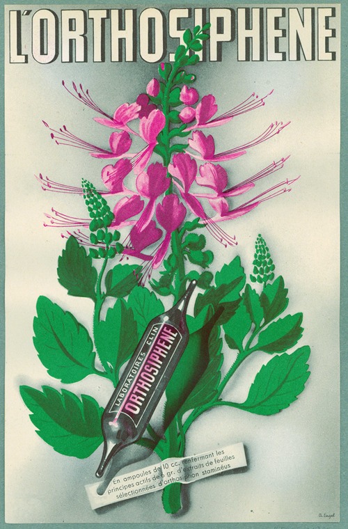 L’Orthosiphene