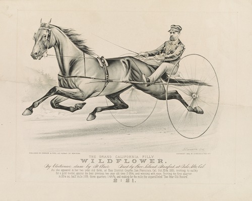 The grand California filly Wildflower; by Electioneer – dam, by St. Clair. bred by Gov. Leland Stanford, at Palo Alto, Cal.