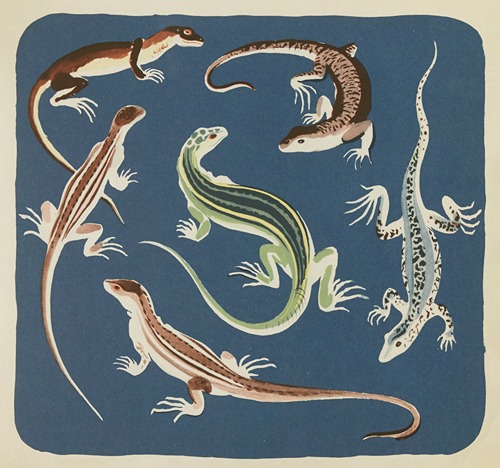 Nouvelles images à colorier, Reptiles Pl.10