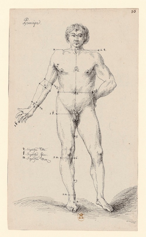Principe (anatomie masculine)