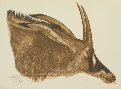 Antilope Hippotrague (Am Dafok)