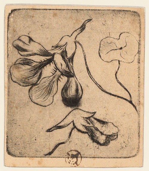 Croquis d’iris