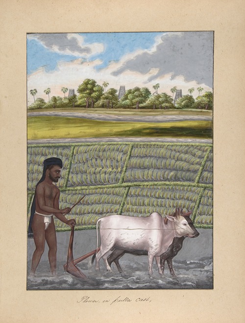 Plower in Pulla Caste