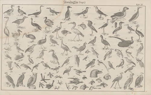 Atlas der Abbildungen Pierer’s Universal Lexikon Pl.15