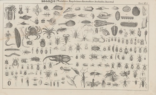 Atlas der Abbildungen Pierer’s Universal Lexikon Pl.17