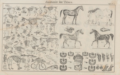 Atlas der Abbildungen Pierer’s Universal Lexikon Pl.19