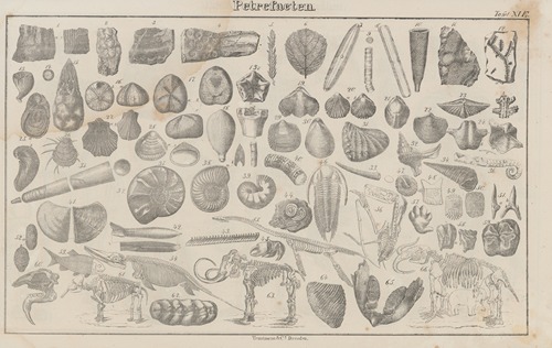 Atlas der Abbildungen Pierer’s Universal Lexikon Pl.20
