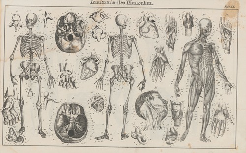 Atlas der Abbildungen Pierer’s Universal Lexikon Pl.21