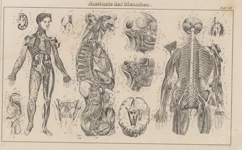 Atlas der Abbildungen Pierer’s Universal Lexikon Pl.23