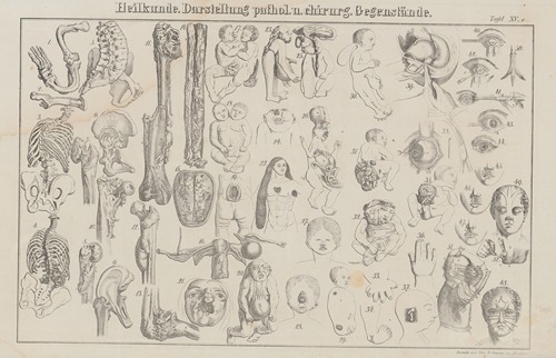 Atlas der Abbildungen Pierer’s Universal Lexikon Pl.24