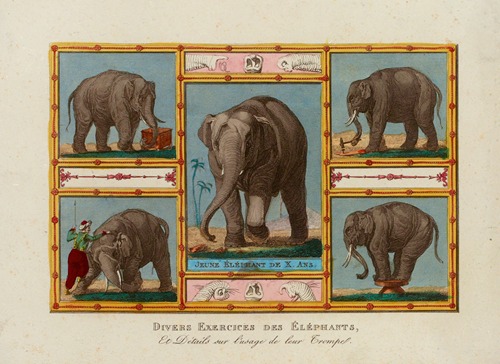 Divers Exercices des Eléphants