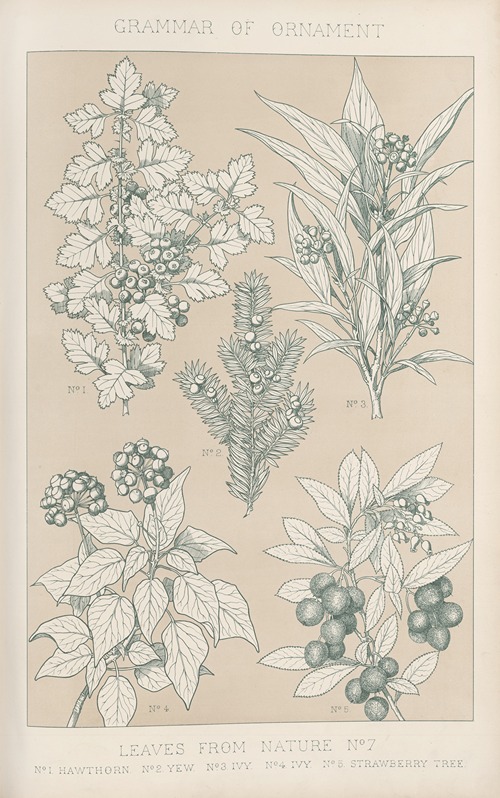 Leaves from Nature No. 7