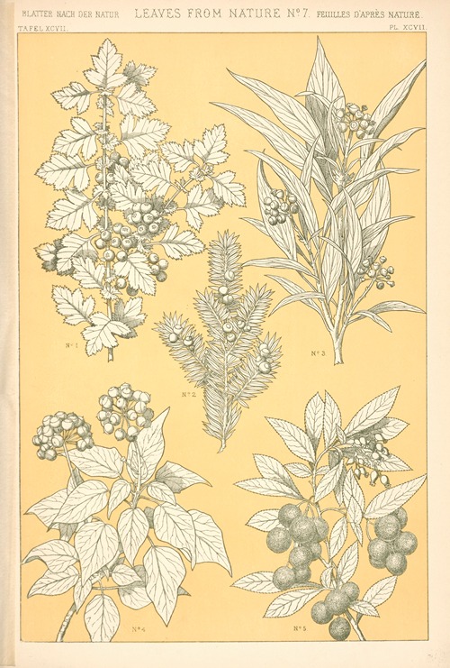 Leaves from Nature No. 7