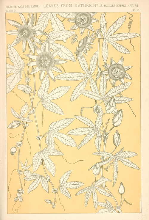 Leaves from Nature No. 10