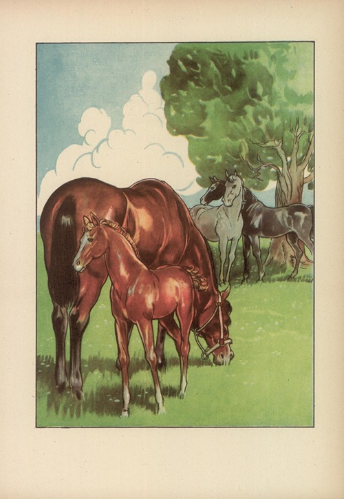 Czy już znacie? Pl.13