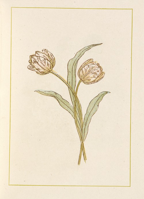 Tulips