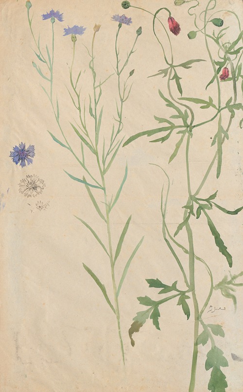 Links; Korenbloem, rechts; Klaproos