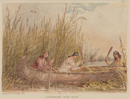 Gathering Wild Rice