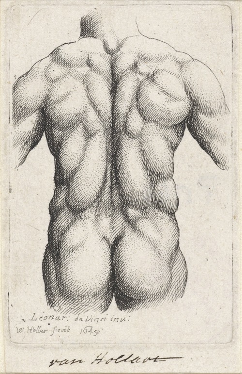 Anatomische studie van de torso van een man, op de rug gezien (after Leonardo da Vinci)