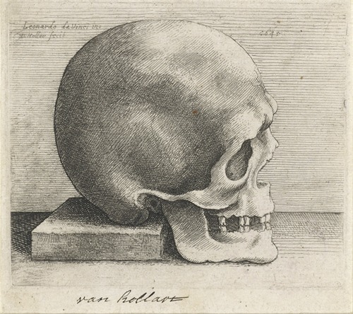 Anatomische studie van een schedel