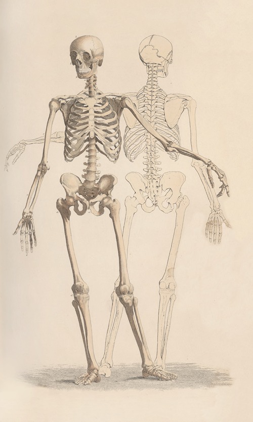 A system of anatomical plates of the human body Pl.001