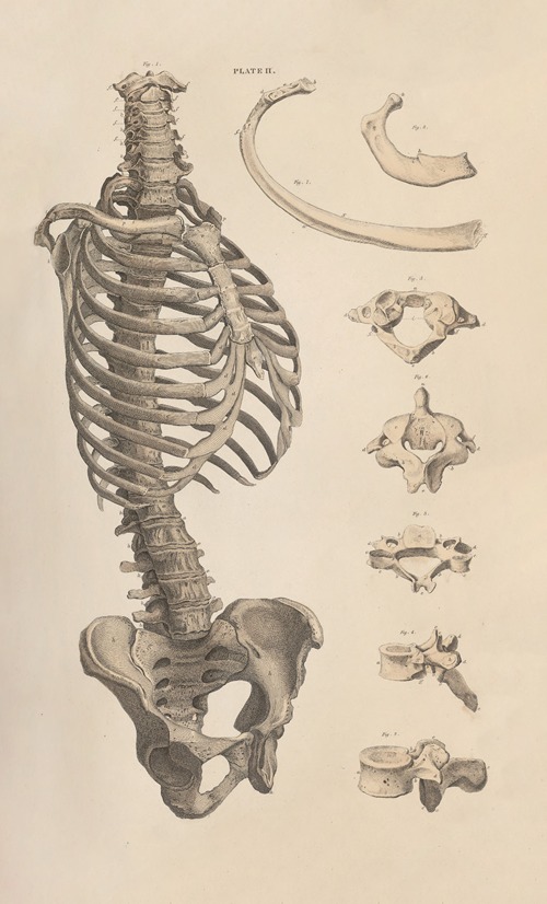 A system of anatomical plates of the human body Pl.002