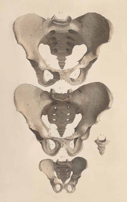 A system of anatomical plates of the human body Pl.003