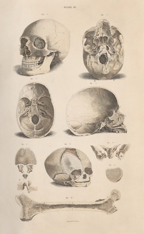 A system of anatomical plates of the human body Pl.004