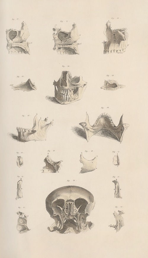 A system of anatomical plates of the human body Pl.006