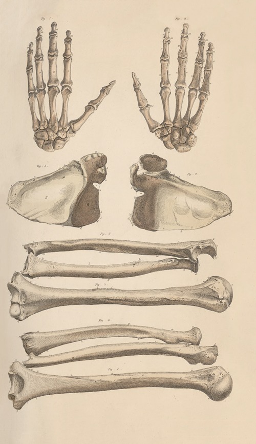 A system of anatomical plates of the human body Pl.007