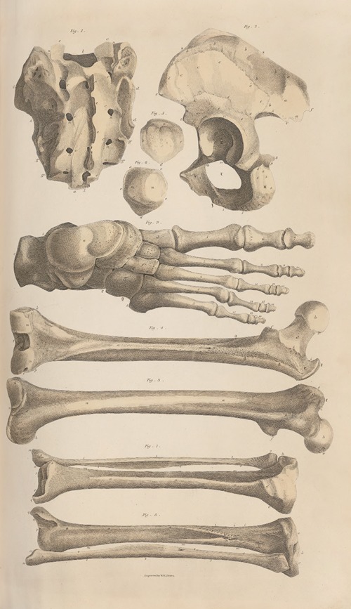 A system of anatomical plates of the human body Pl.008