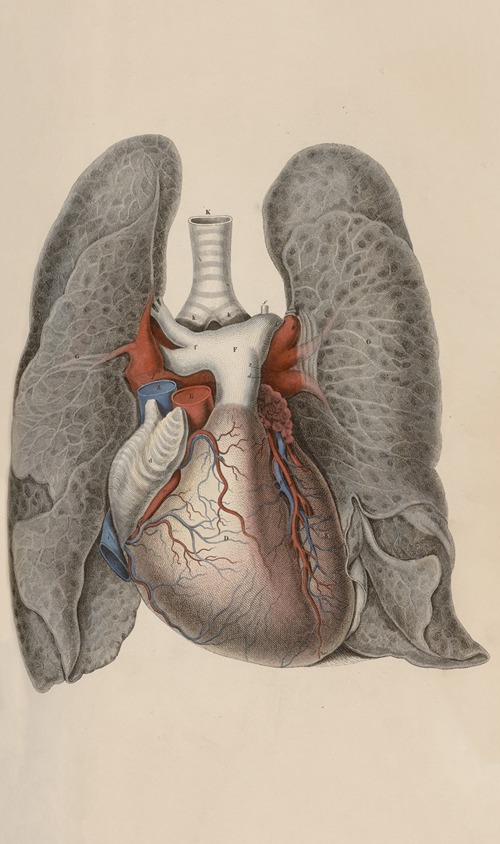 A system of anatomical plates of the human body Pl.009