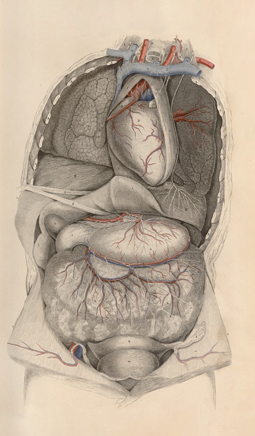 A system of anatomical plates of the human body Pl.010