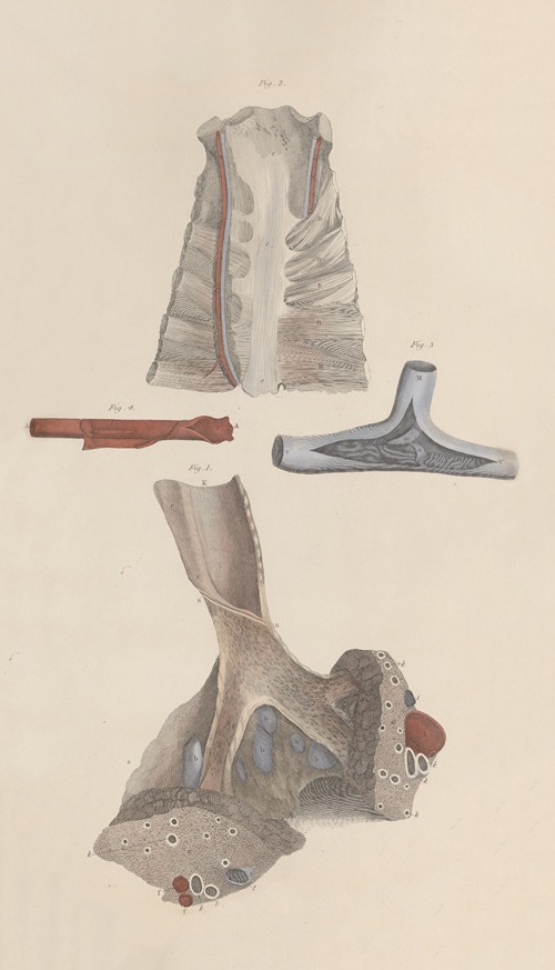A system of anatomical plates of the human body Pl.012