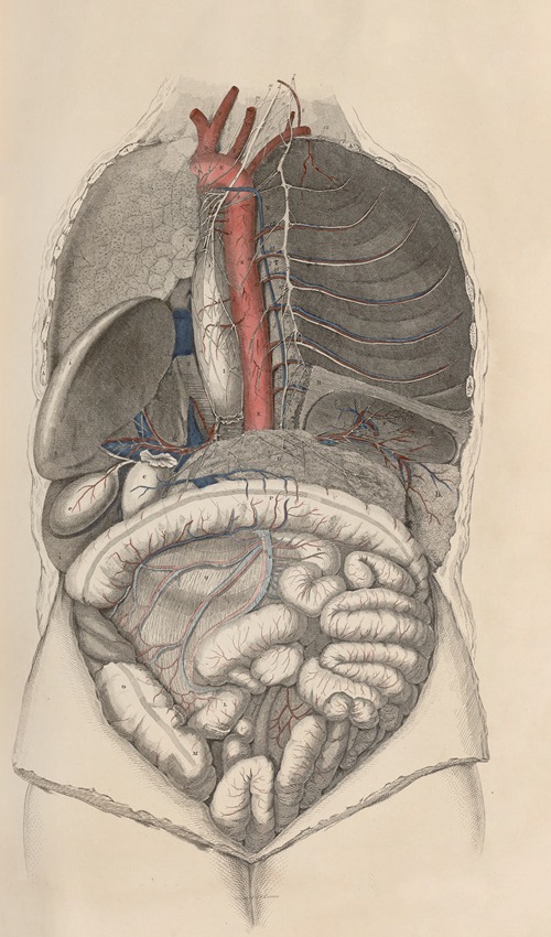 A system of anatomical plates of the human body Pl.013