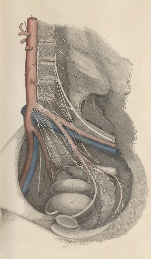 A system of anatomical plates of the human body Pl.015