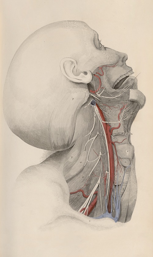 A system of anatomical plates of the human body Pl.016
