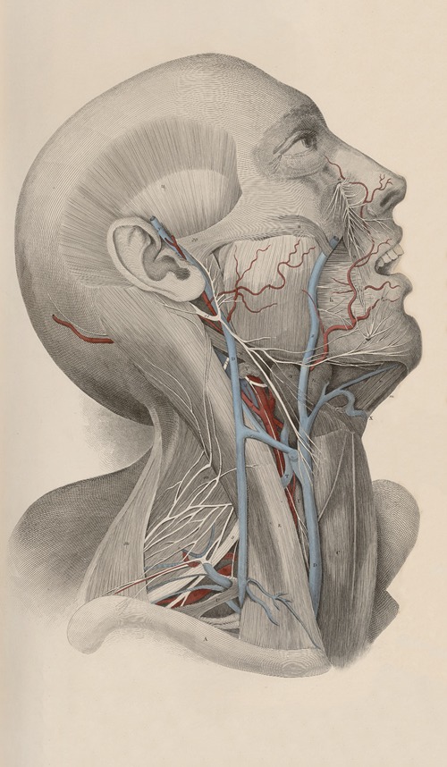 A system of anatomical plates of the human body Pl.018