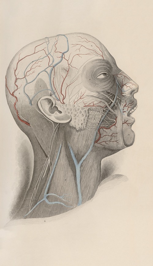 A system of anatomical plates of the human body Pl.019
