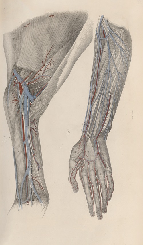 A system of anatomical plates of the human body Pl.020