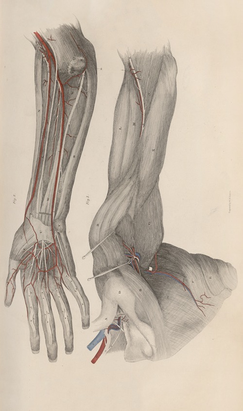 A system of anatomical plates of the human body Pl.021